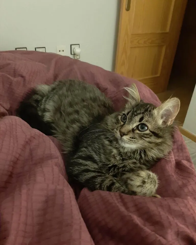 CES Gatos Elche2 768x961