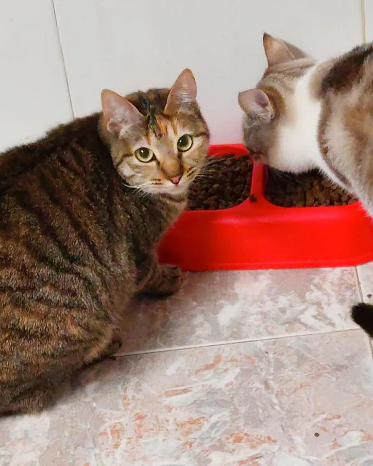 CES Gatos Elche3 768x960