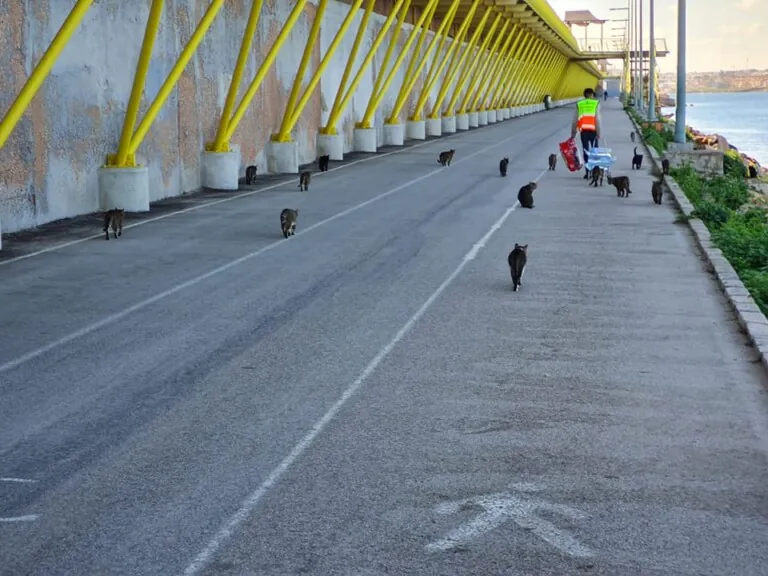 CES Gatos Torrevieja1 768x576