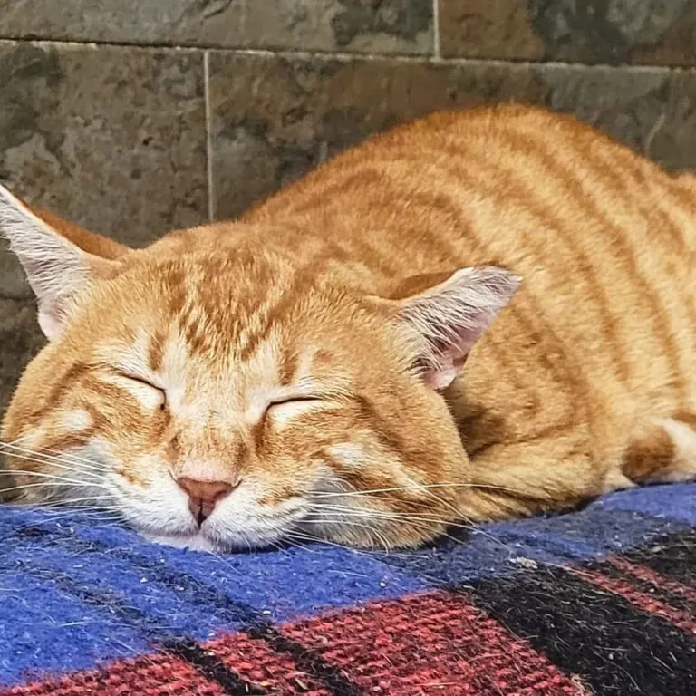 CES Gatos Torrevieja3 768x768