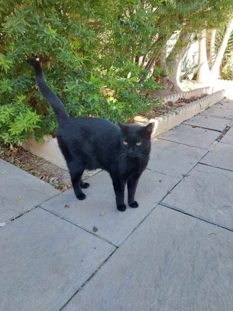CES Gatos Torrevieja5 768x1024