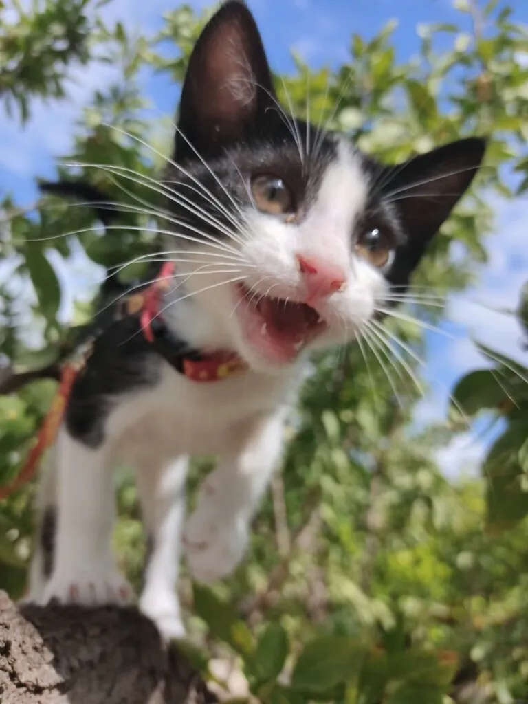 CES Novelda1 768x1024