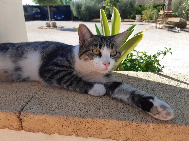 CES Novelda2 768x576