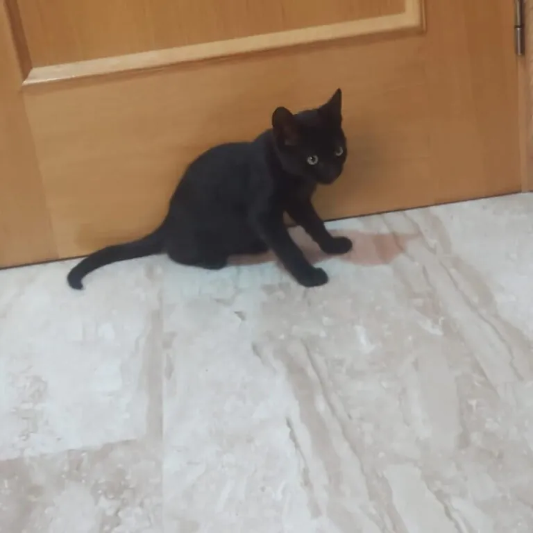 CES Novelda3 768x768