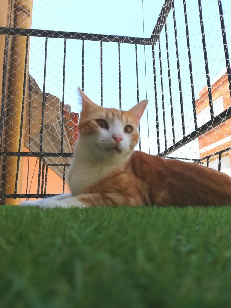 CES Novelda5 768x1024