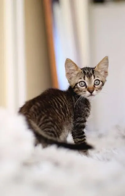 Cer Gatos Benijofar1