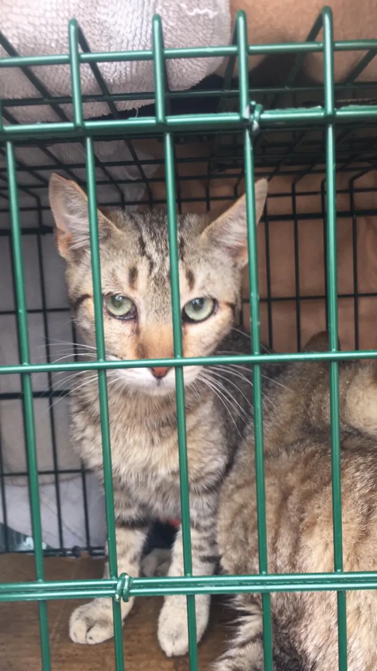 Cer Gatos Benijofar2 768x1365