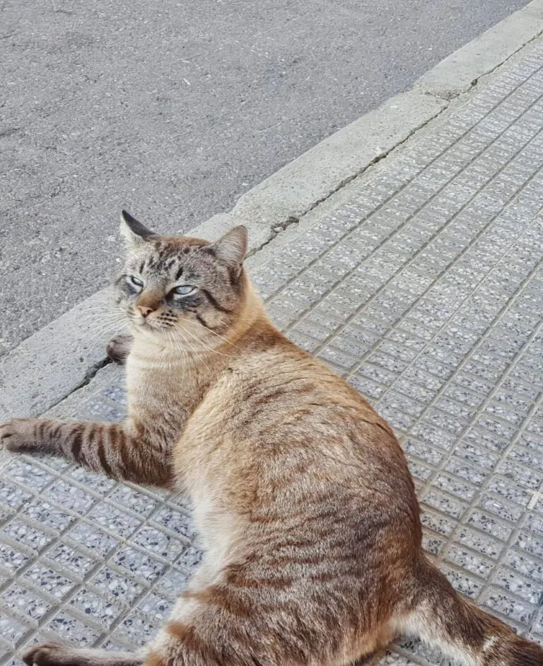 Cer Gatos Benijofar3 768x941