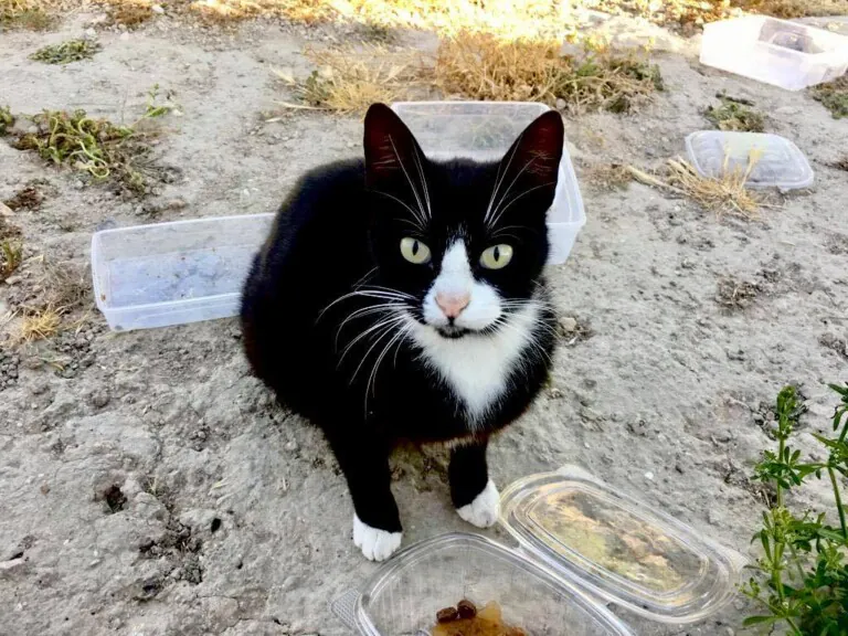 Cer Gatos Benijofar4 768x576