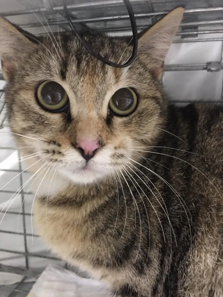 Cer Gatos Benijofar5 768x1024