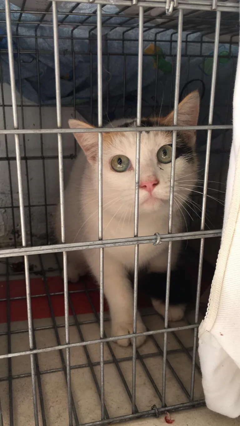 Cer Gatos Benijofar6 768x1365