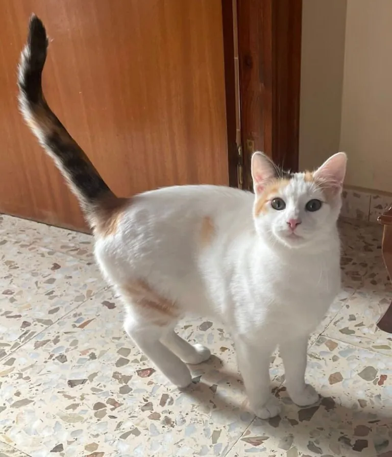 Felinos Lomorant4 768x895