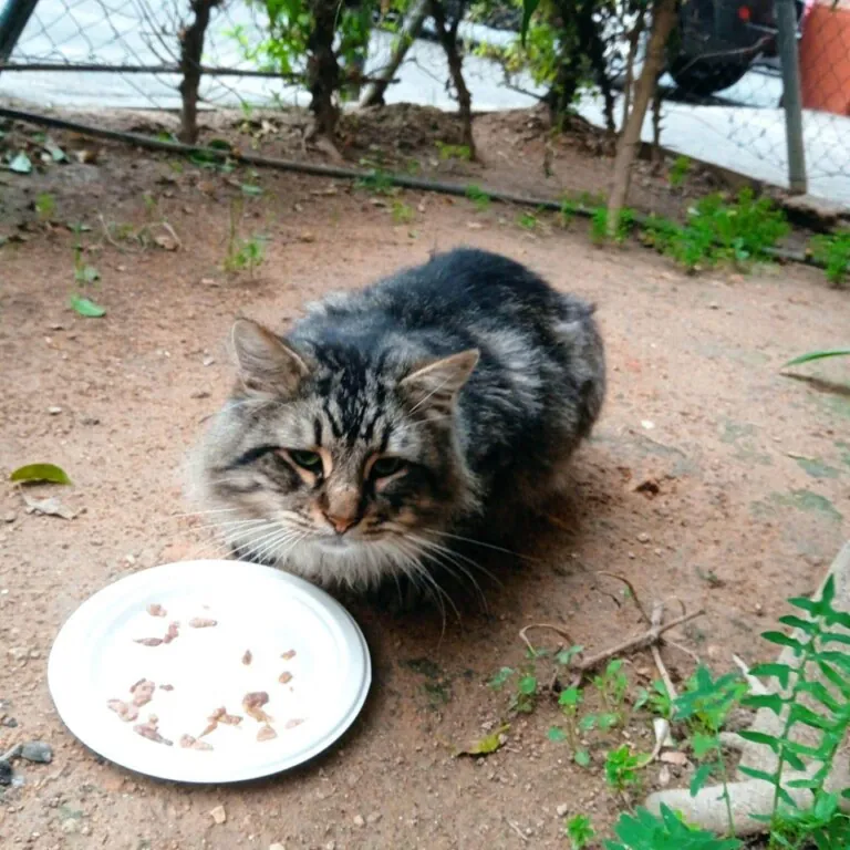 Felinos Lomorant5 768x768