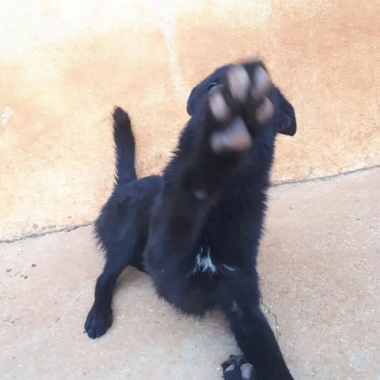 Huellas de vida1 768x768