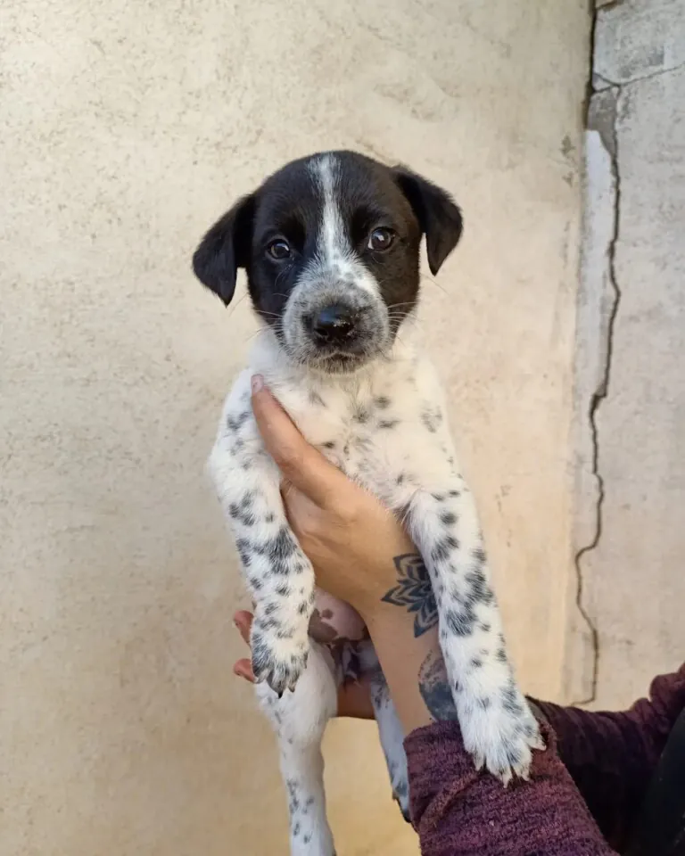 Huellas de vida3 768x960