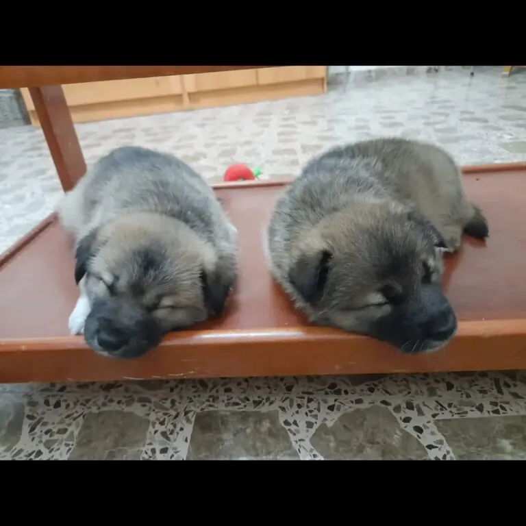 Huellas de vida6 768x768