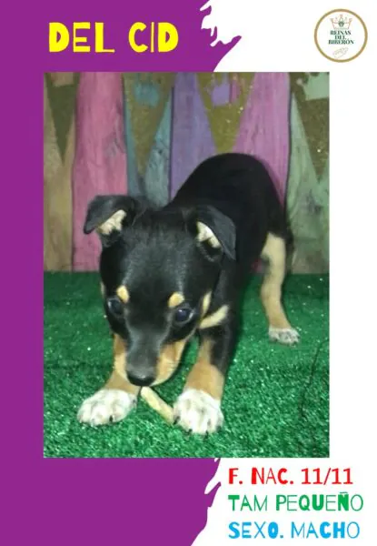 Las Reinas del Biberon2