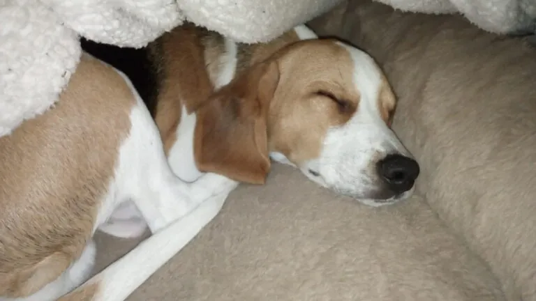 Las Reinas del Biberon5 768x432