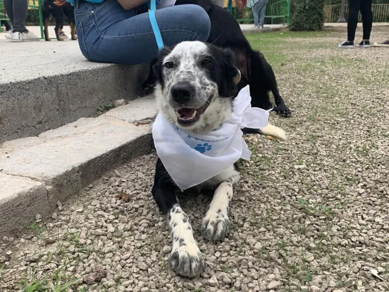 Mascotas de Zero5 768x577