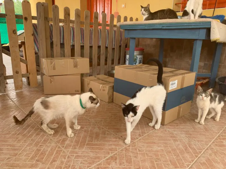 Mascotas de Zero6 768x576