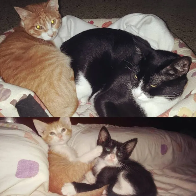 Mi pequeno refugio3 768x768