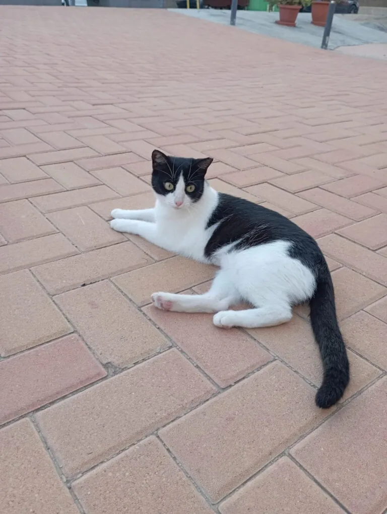 PATAS SIN FRONTERAS1 768x1021