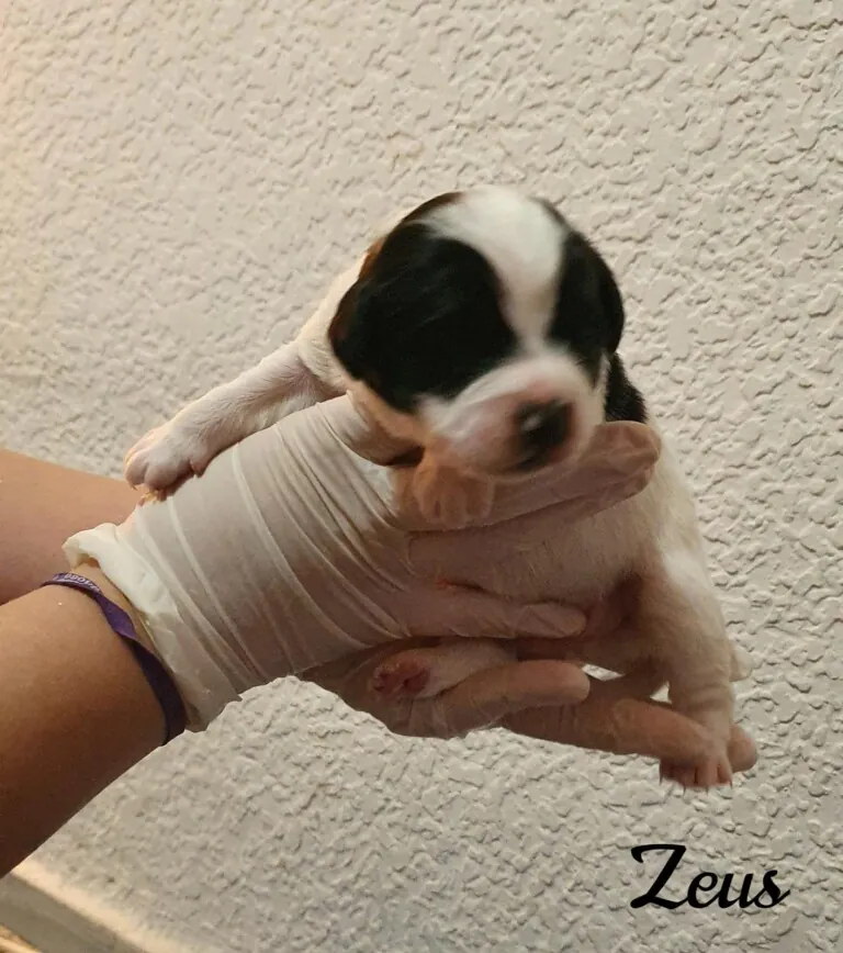 PATAS SIN FRONTERAS2 768x868