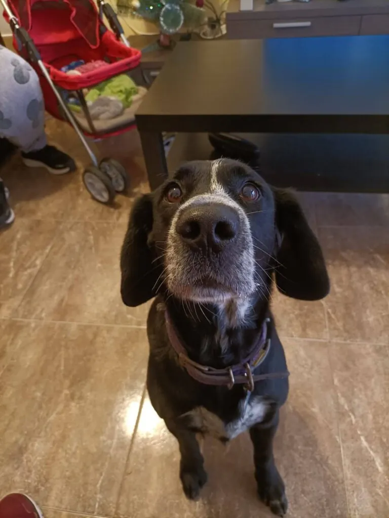 PATAS SIN FRONTERAS3 768x1024