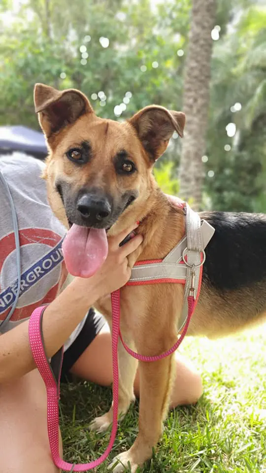 PATAS SIN FRONTERAS4