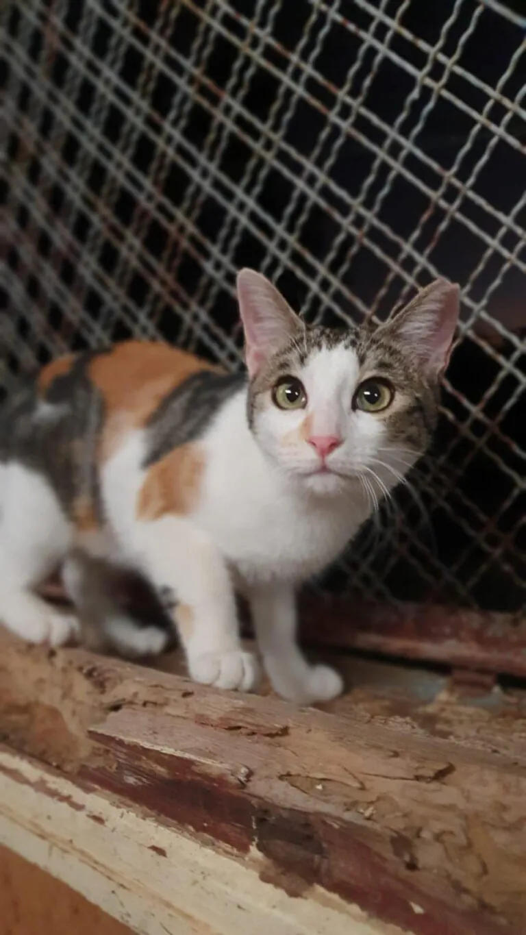 PATAS SIN FRONTERAS6 768x1365