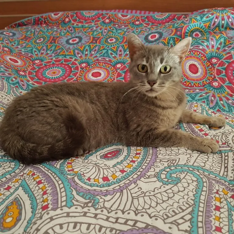 PELS PELS CREVILLENT1 768x768