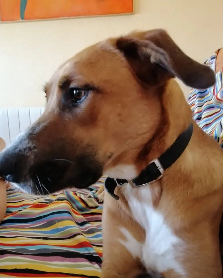 PELS PELS CREVILLENT2