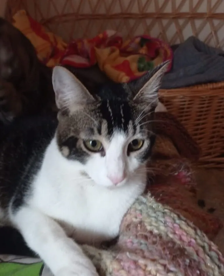 PELS PELS CREVILLENT3 768x945