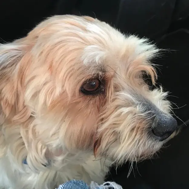 PELS PELS CREVILLENT4