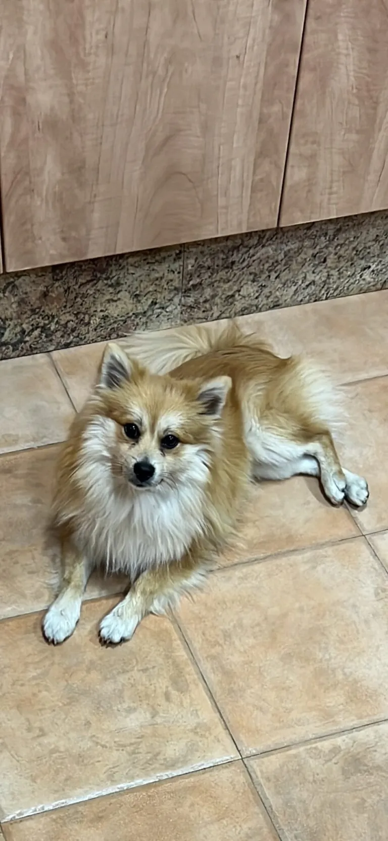 PELS PELS CREVILLENT5 768x1661