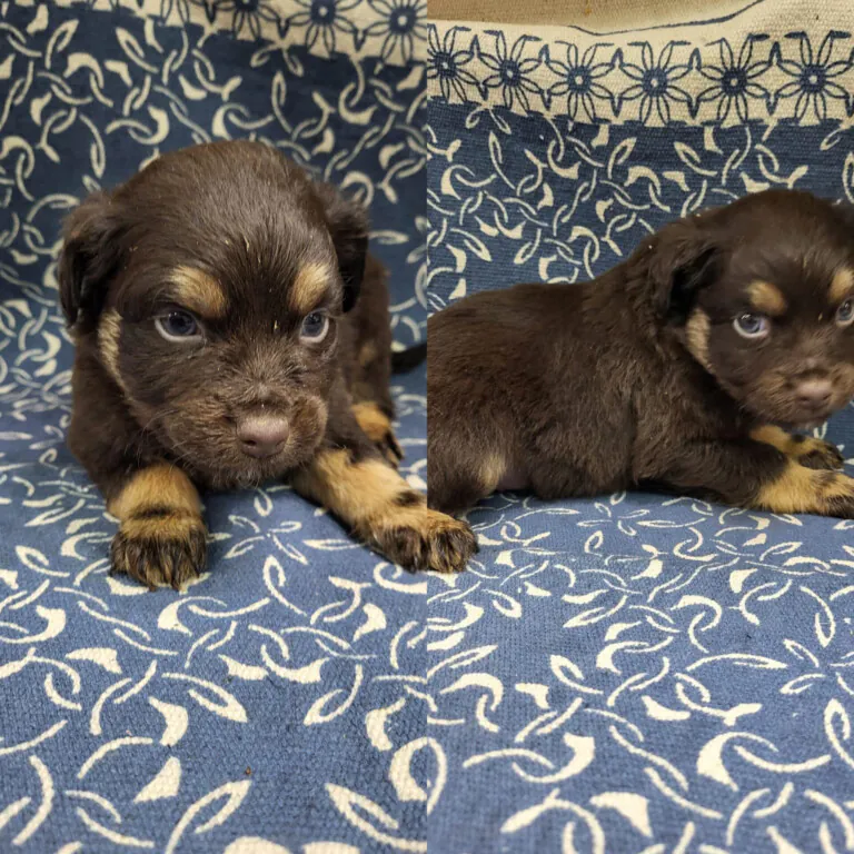 PELS PELS CREVILLENT6 768x768