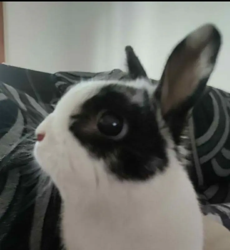 PEPA2