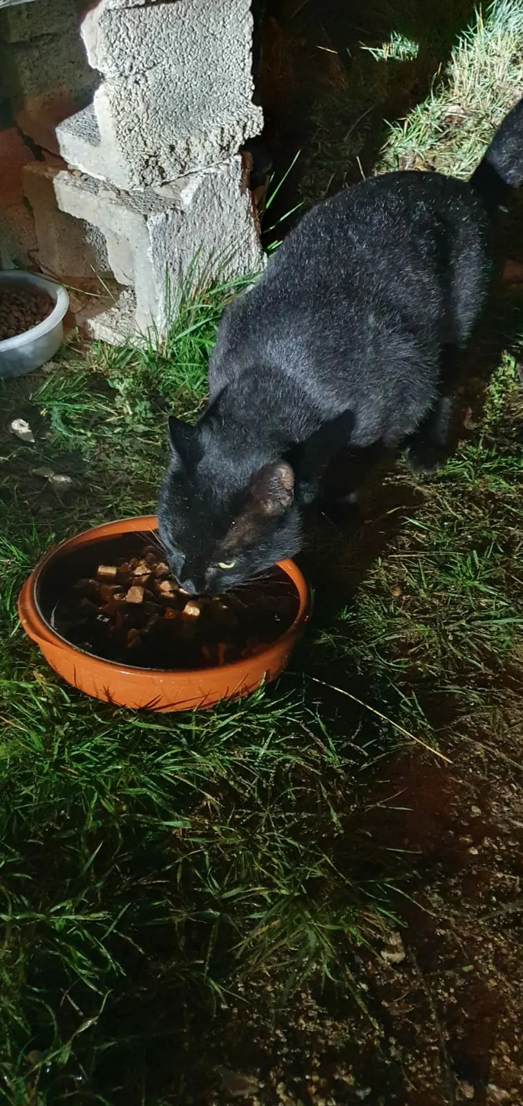 PEPA6