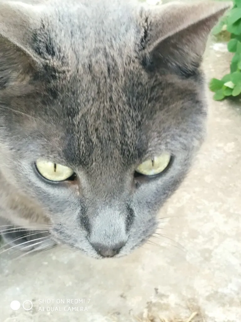 Protectora Santa Pola y Gran Alacant1 768x1024