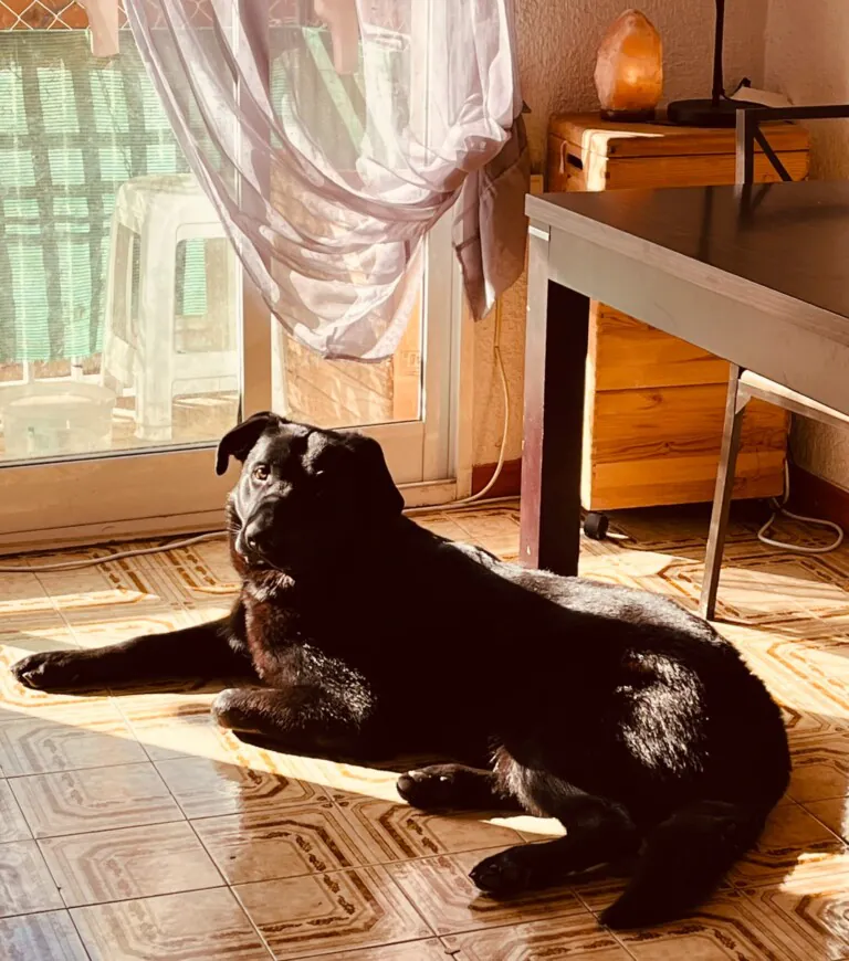 Protectora Santa Pola y Gran Alacant2 768x870