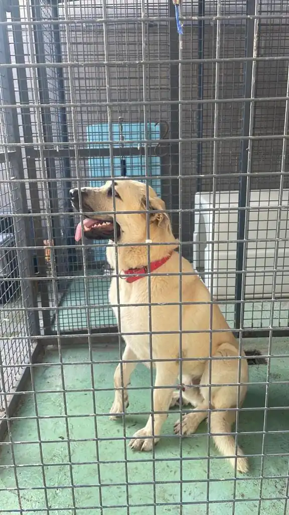 Protectora Santa Pola y Gran Alacant3