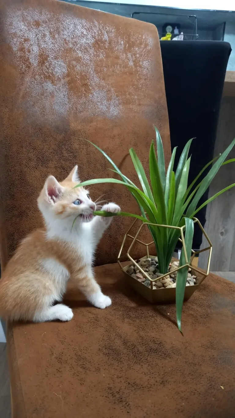 Protectora Santa Pola y Gran Alacant4 768x1365