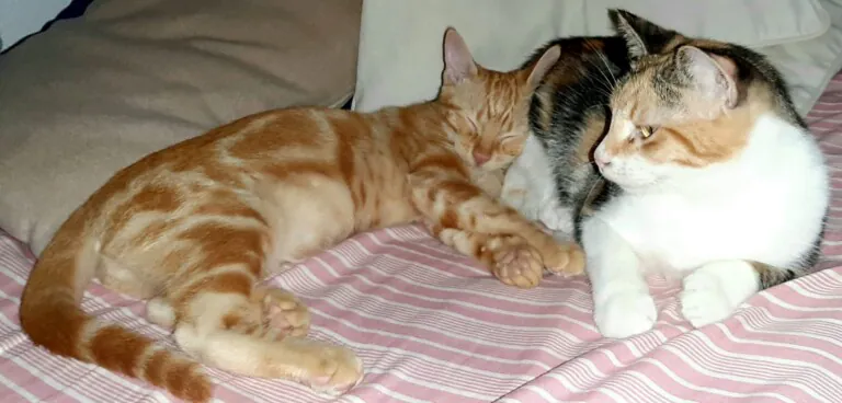 Protectora Santa Pola y Gran Alacant5 768x368