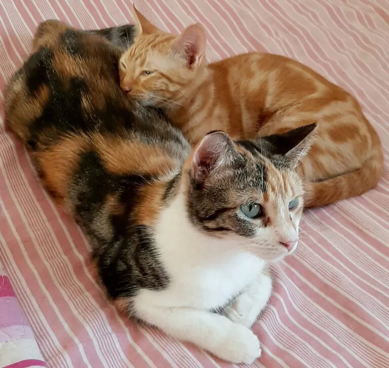 Protectora Santa Pola y Gran Alacant6 768x728