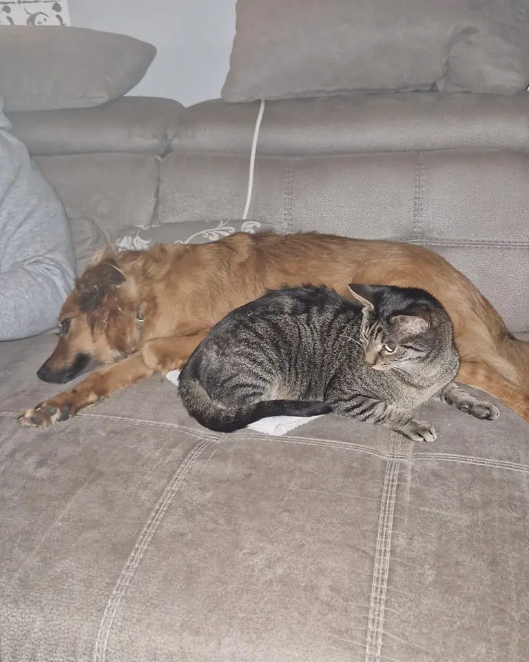 Protectora de Animales y Plantas de Alcoy1