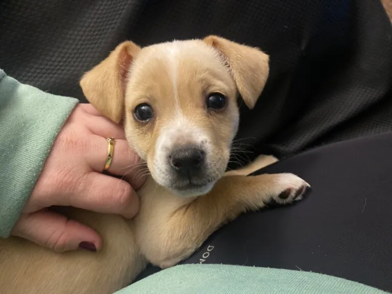Protectora de Animales y Plantas de Alcoy2 768x576