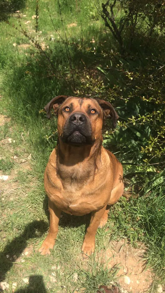 Protectora de Animales y Plantas de Alcoy3