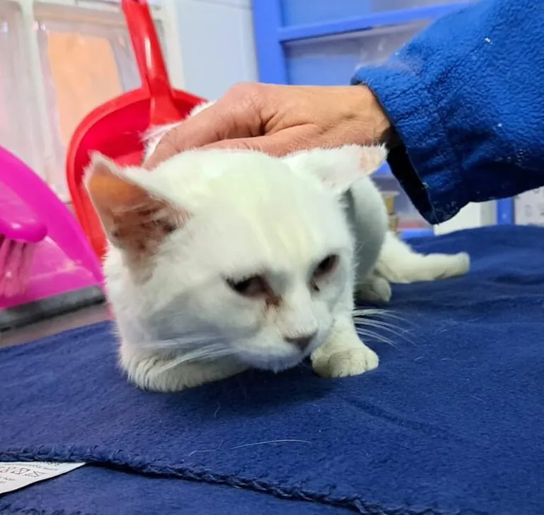 Protectora de Animales y Plantas de Alcoy4 768x727