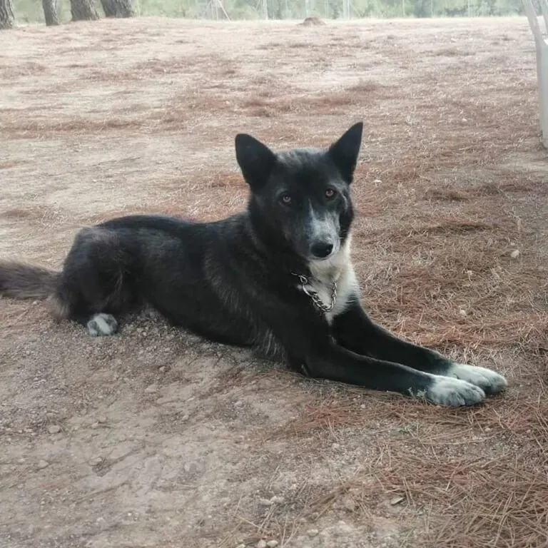 Protectora de Animales y Plantas de Alcoy5 768x768