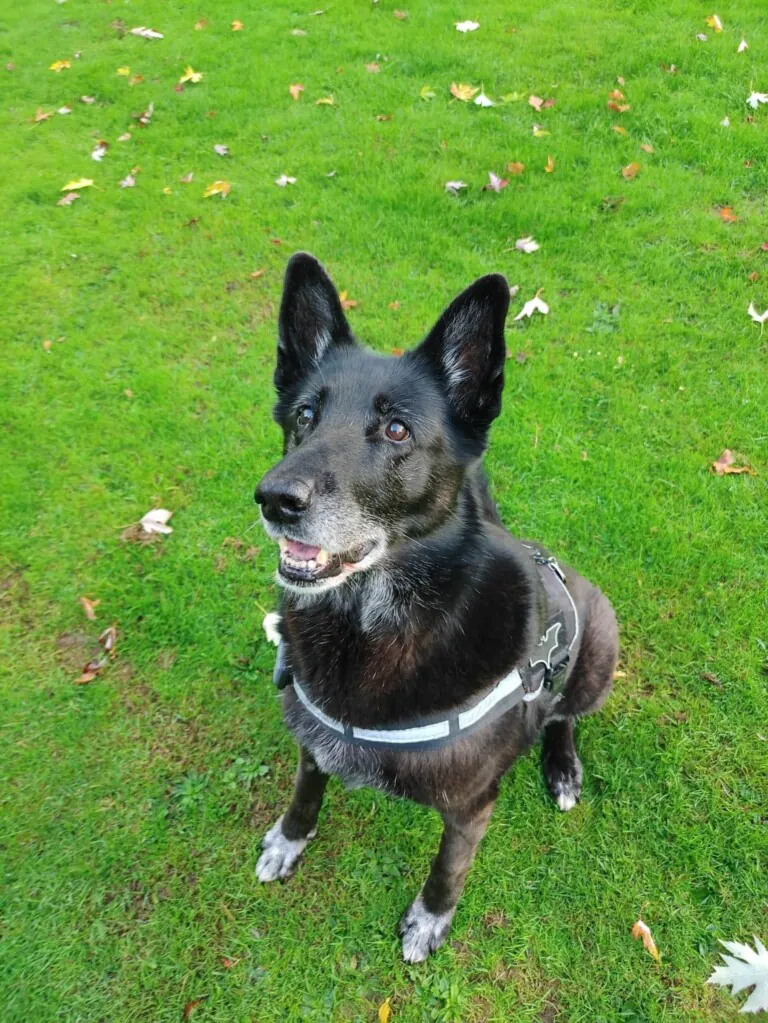 Protectora de Animales y Plantas de Alcoy6 768x1023